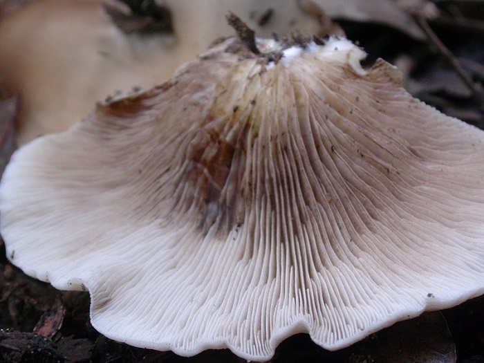 875 Dicembre vecchio ritrovamento